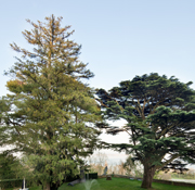 Arbre dans le jardin du Château